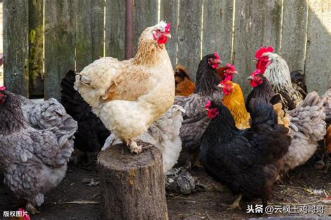 養雞的方法|自己雞蛋自己養 養雞指南（上） 